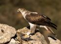 La population française d’Aigles de Bonelli a dépassé les 50 couples en 2025