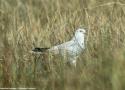 Dixième festival international ornithologique du delta de l’Èbre (Espagne) du 20 au 22 septembre 2024