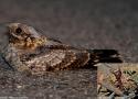 Les Engoulevents à collier roux peuvent perdre des doigts à cause des fourmis légionnaires lors de leur hivernage en Afrique