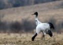 Le Bhoutan a accueilli en 2023 un nombre record de Grues à cou noir hivernantes