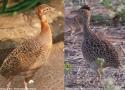 Des changements dans la classification de la famille des tinamous (Tinamidés)