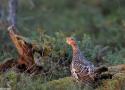 Nourrir les prédateurs du Grand Tétras, une méthode à envisager pour faciliter le renforcement de sa population dans les Vosges ?