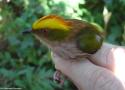 Le Manakin tête-de-feu vit-il également dans les forêts de l’Amazonie colombienne ?