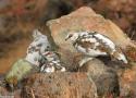 Des nouvelles encourageantes pour la restauration de la population de la rare sous-espèce japonaise du Lagopède alpin
