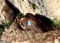 Premier cas confirmé de reproduction réussie en Europe d’un couple mixte de Vautours de Rüppell et fauve en 2023