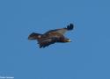 Observation et identification d’un Aigle criard adulte en Vendée en mars et en avril 2025 : un oiseau « pur » ou hybride ?