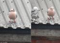 Comment expliquer la belle teinte rosée du plumage de certaines espèces de mouettes, de goélands et de sternes ?