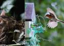 Comment protéger les oiseaux des chats ?