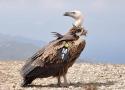 Première Foire ornithologique du djebel Moussa (Maroc) du 5 au 7 septembre 2025