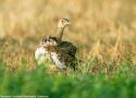L’impressionnante augmentation de la population nicheuse d’Outardes canepetières au Kirghizstan depuis le début des années 2020