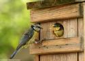 Comment réduire les risques d’échecs de nidification des oiseaux dans les nichoirs ?