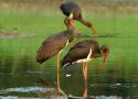 Sorties ornithologiques guidées dans le parc naturel régional de la Forêt d’Orient (Aube) en août 2025