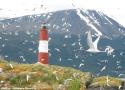 Exposition « Naufrageurs d’oiseaux » et conférences « Phares et Oiseaux » et « Eoliennes et Oiseaux » dans le Finistère durant l’été 2025