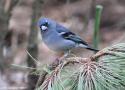La population totale de Pinsons bleus de Grande canarie a dépassé les 400 individus dans la nature