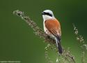 Balade ornithologique dans les chaumes d’Avon (Deux-Sèvres) le 27 avril 2024