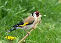 Semez ou laissez pousser des fleurs qui produisent des graines pour les oiseaux