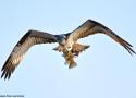 Exposition photos « Oiseaux du Berry et d’ailleurs » à Lignières (Cher) jusqu’au 7 janvier 2025