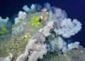 Bilan des connaissances sur les récifs du bathyal et évaluation de l’état de conservation de l’habitat d’intérêt communautaire Récifs dans les eaux françaises hexagonales