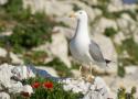 Étude diachronique de l’impact des Goélands leucophées (Larus michahellis Naumann, 1840) sur le sol et la flore des îles de Marseille : quels constats après la diminution de leurs effectifs ?