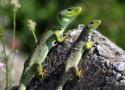 Régime alimentaire du Lézard ocellé Timon lepidus (Daudin, 1802) sur les rives de l’Estéron et du Var (Alpes-Maritimes, France)