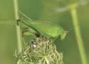 Caractérisation acoustique des différentes espèces du genre Phaneroptera Audinet-Serville, 1831 en Europe occidentale, et description d’une nouvelle espèce cryptique en France et en Espagne (Orthoptera, Tettigoniidae, Phaneropterinae) - Scientific Publications of the Muséum national d'Histoire naturelle, Paris