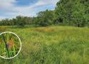 Étude des communautés de papillons Rhopalocères dans des marais du centre-ouest de la France