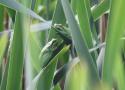Biosécurité en milieu humide : bonnes pratiques d’intervention sur les amphibiens sauvages