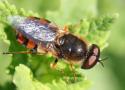 Révision de la liste des Stratiomyidés (Diptera) de France avec une clé d’identification des genres présents en Europe