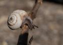 L’Hélicelle de Bollène Helicella bolenensis (Locard, 1882) (Mollusca, Gastropoda, Stylommatophora) en France, une espèce énigmatique