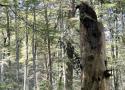 Comprendre la fabrique de l’utilisabilité des indicateurs de biodiversité. Le cas des dendromicrohabitats